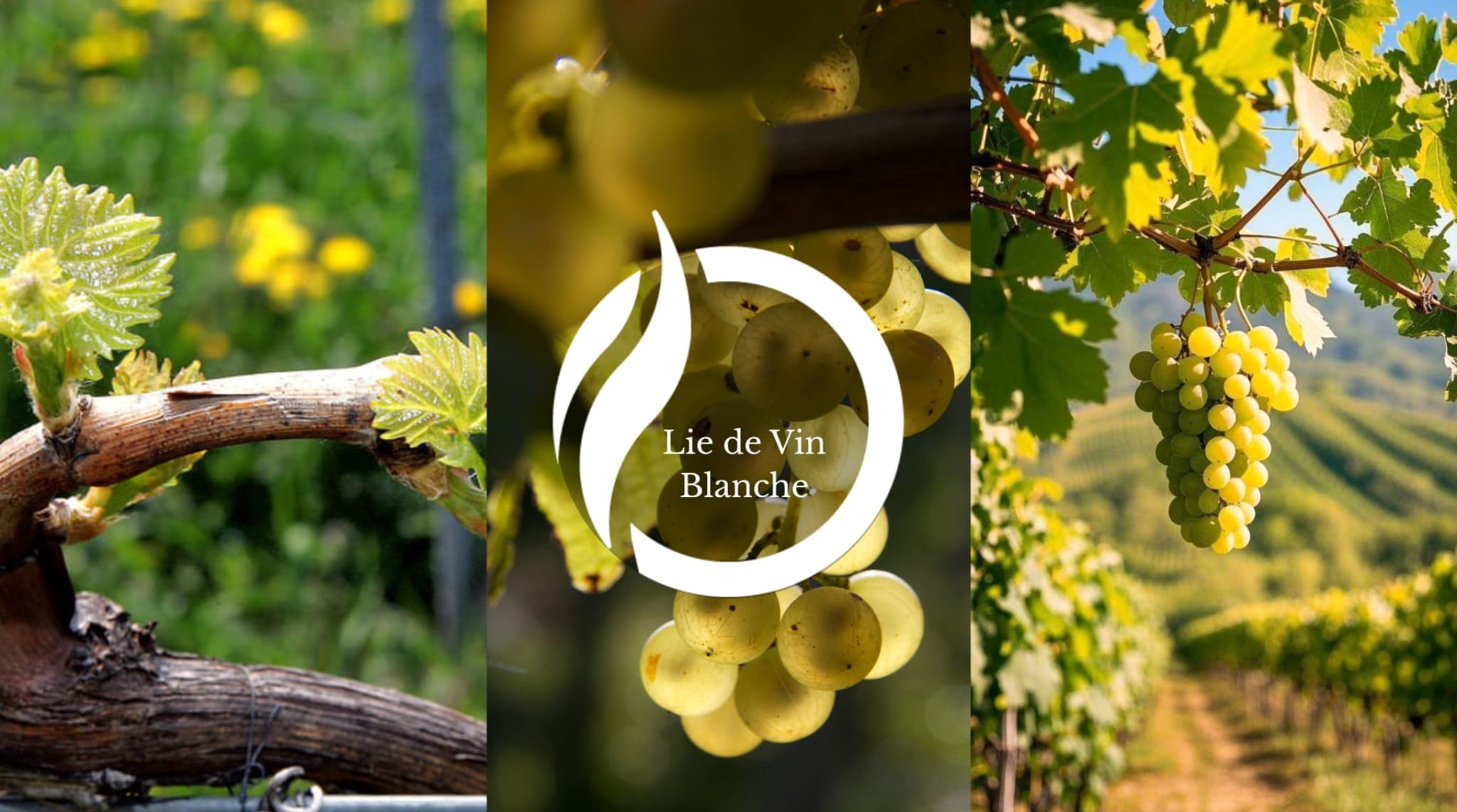 Notas Olfativas Lie de Vin Blanche Centro de Inteligencia Sensorial