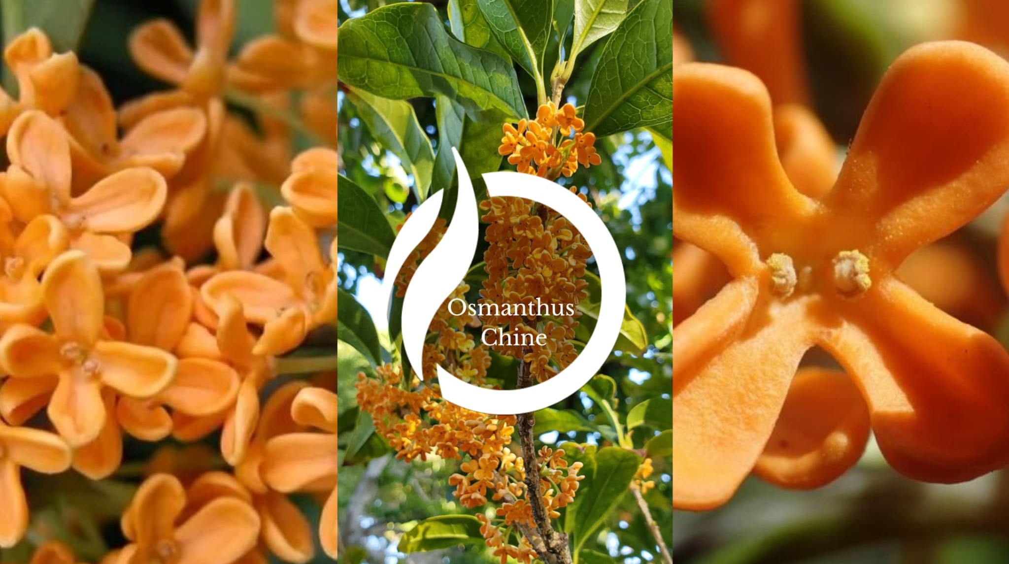 Notas Olfativas Osmanthus China Centro de Inteligencia Sensorial