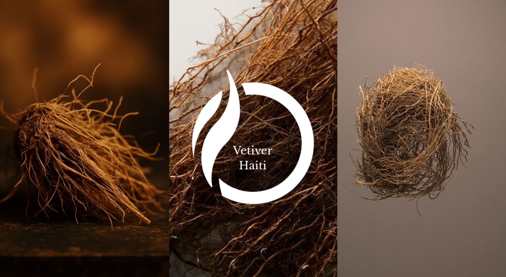 Notas Olfativas Vetiver Haití Centro de Inteligencia Sensorial
